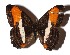  ( - 17-SRNP-46017)  @11 [ ] CreativeCommons  Attribution Non-Commercial Share-Alike (2019) Daniel H. Janzen Guanacaste Dry Forest Conservation Fund