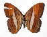  ( - 17-SRNP-46017)  @11 [ ] CreativeCommons  Attribution Non-Commercial Share-Alike (2019) Daniel H. Janzen Guanacaste Dry Forest Conservation Fund
