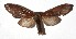  ( - 17-SRNP-55676)  @13 [ ] CreativeCommons  Attribution Non-Commercial Share-Alike (2019) Daniel H. Janzen Guanacaste Dry Forest Conservation Fund