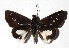  ( - 17-SRNP-70375)  @14 [ ] CreativeCommons  Attribution Non-Commercial Share-Alike (2019) Daniel H. Janzen Guanacaste Dry Forest Conservation Fund