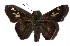  ( - 17-SRNP-70673)  @13 [ ] CreativeCommons  Attribution Non-Commercial Share-Alike (2019) Daniel H. Janzen Guanacaste Dry Forest Conservation Fund