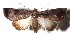  ( - 17-SRNP-70976)  @11 [ ] CreativeCommons  Attribution Non-Commercial Share-Alike (2019) Daniel H. Janzen Guanacaste Dry Forest Conservation Fund