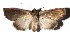  ( - 17-SRNP-70976)  @11 [ ] CreativeCommons  Attribution Non-Commercial Share-Alike (2019) Daniel H. Janzen Guanacaste Dry Forest Conservation Fund