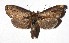  ( - 17-SRNP-71417)  @13 [ ] CreativeCommons  Attribution Non-Commercial Share-Alike (2019) Daniel H. Janzen Guanacaste Dry Forest Conservation Fund