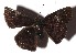  ( - 17-SRNP-71544)  @11 [ ] CreativeCommons  Attribution Non-Commercial Share-Alike (2019) Daniel H. Janzen Guanacaste Dry Forest Conservation Fund