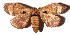  ( - 17-SRNP-71606)  @11 [ ] CreativeCommons  Attribution Non-Commercial Share-Alike (2019) Daniel H. Janzen Guanacaste Dry Forest Conservation Fund