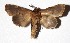  ( - 17-SRNP-71828)  @14 [ ] CreativeCommons  Attribution Non-Commercial Share-Alike (2019) Daniel H. Janzen Guanacaste Dry Forest Conservation Fund