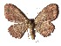  ( - 17-SRNP-72111)  @11 [ ] CreativeCommons  Attribution Non-Commercial Share-Alike (2019) Daniel H. Janzen Guanacaste Dry Forest Conservation Fund