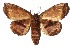  ( - 17-SRNP-72183)  @15 [ ] CreativeCommons  Attribution Non-Commercial Share-Alike (2019) Daniel H. Janzen Guanacaste Dry Forest Conservation Fund