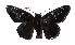  ( - 17-SRNP-72441)  @13 [ ] CreativeCommons  Attribution Non-Commercial Share-Alike (2019) Daniel H. Janzen Guanacaste Dry Forest Conservation Fund