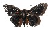  ( - 17-SRNP-72586)  @14 [ ] CreativeCommons  Attribution Non-Commercial Share-Alike (2019) Daniel H. Janzen Guanacaste Dry Forest Conservation Fund