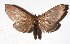  ( - 17-SRNP-943)  @11 [ ] CreativeCommons  Attribution Non-Commercial Share-Alike (2019) Daniel H. Janzen Guanacaste Dry Forest Conservation Fund