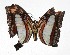  (Adelpha Janzen01 - 17-SRNP-958)  @11 [ ] CreativeCommons  Attribution Non-Commercial Share-Alike (2019) Daniel H. Janzen Guanacaste Dry Forest Conservation Fund