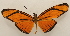  ( - 18-SRNP-20598)  @11 [ ] CreativeCommons  Attribution Non-Commercial Share-Alike (2023) Daniel H. Janzen Guanacaste Dry Forest Conservation Fund