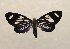  ( - 18-SRNP-21038)  @11 [ ] CreativeCommons  Attribution Non-Commercial Share-Alike (2023) Daniel H. Janzen Guanacaste Dry Forest Conservation Fund