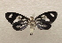  ( - 18-SRNP-21038)  @11 [ ] CreativeCommons  Attribution Non-Commercial Share-Alike (2023) Daniel H. Janzen Guanacaste Dry Forest Conservation Fund