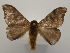  ( - 18-SRNP-27325)  @11 [ ] CreativeCommons  Attribution Non-Commercial Share-Alike (2023) Daniel H. Janzen Guanacaste Dry Forest Conservation Fund