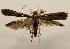  ( - 18-SRNP-36319)  @11 [ ] CreativeCommons  Attribution Non-Commercial Share-Alike (2023) Daniel H. Janzen Guanacaste Dry Forest Conservation Fund