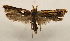  ( - 18-SRNP-36330)  @11 [ ] CreativeCommons  Attribution Non-Commercial Share-Alike (2023) Daniel H. Janzen Guanacaste Dry Forest Conservation Fund