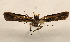  ( - 18-SRNP-36331)  @11 [ ] CreativeCommons  Attribution Non-Commercial Share-Alike (2023) Daniel H. Janzen Guanacaste Dry Forest Conservation Fund