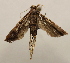  ( - 18-SRNP-36350)  @11 [ ] CreativeCommons  Attribution Non-Commercial Share-Alike (2023) Daniel H. Janzen Guanacaste Dry Forest Conservation Fund