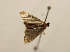  ( - 18-SRNP-41885)  @11 [ ] CreativeCommons  Attribution Non-Commercial Share-Alike (2023) Daniel H. Janzen Guanacaste Dry Forest Conservation Fund