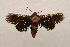 ( - 18-SRNP-55522)  @11 [ ] CreativeCommons  Attribution Non-Commercial Share-Alike (2023) Daniel H. Janzen Guanacaste Dry Forest Conservation Fund
