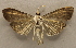  ( - 18-SRNP-56867)  @11 [ ] CreativeCommons  Attribution Non-Commercial Share-Alike (2023) Daniel H. Janzen Guanacaste Dry Forest Conservation Fund