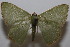  ( - 19-SRNP-105156)  @11 [ ] CreativeCommons  Attribution Non-Commercial Share-Alike (2023) Daniel H. Janzen Guanacaste Dry Forest Conservation Fund