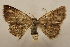  ( - 19-SRNP-1169)  @11 [ ] CreativeCommons  Attribution Non-Commercial Share-Alike (2023) Daniel H. Janzen Guanacaste Dry Forest Conservation Fund
