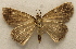 ( - 19-SRNP-1301)  @11 [ ] CreativeCommons  Attribution Non-Commercial Share-Alike (2023) Daniel H. Janzen Guanacaste Dry Forest Conservation Fund