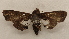 ( - 19-SRNP-134)  @11 [ ] CreativeCommons  Attribution Non-Commercial Share-Alike (2023) Daniel H. Janzen Guanacaste Dry Forest Conservation Fund