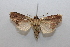  ( - 19-SRNP-1383)  @11 [ ] CreativeCommons  Attribution Non-Commercial Share-Alike (2023) Daniel H. Janzen Guanacaste Dry Forest Conservation Fund