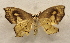  ( - 19-SRNP-20474)  @11 [ ] CreativeCommons  Attribution Non-Commercial Share-Alike (2023) Daniel H. Janzen Guanacaste Dry Forest Conservation Fund