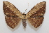  ( - 19-SRNP-20585)  @11 [ ] CreativeCommons  Attribution Non-Commercial Share-Alike (2023) Daniel H. Janzen Guanacaste Dry Forest Conservation Fund