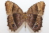  ( - 19-SRNP-20657)  @11 [ ] CreativeCommons  Attribution Non-Commercial Share-Alike (2023) Daniel H. Janzen Guanacaste Dry Forest Conservation Fund