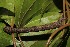  ( - 19-SRNP-20791)  @11 [ ] CreativeCommons  Attribution Non-Commercial Share-Alike (2023) Daniel H. Janzen Guanacaste Dry Forest Conservation Fund