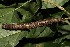  ( - 19-SRNP-21145)  @11 [ ] CreativeCommons  Attribution Non-Commercial Share-Alike (2023) Daniel H. Janzen Guanacaste Dry Forest Conservation Fund