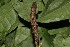  ( - 19-SRNP-21145)  @11 [ ] CreativeCommons  Attribution Non-Commercial Share-Alike (2023) Daniel H. Janzen Guanacaste Dry Forest Conservation Fund