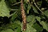  ( - 19-SRNP-21145)  @11 [ ] CreativeCommons  Attribution Non-Commercial Share-Alike (2023) Daniel H. Janzen Guanacaste Dry Forest Conservation Fund