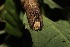  ( - 19-SRNP-21145)  @11 [ ] CreativeCommons  Attribution Non-Commercial Share-Alike (2023) Daniel H. Janzen Guanacaste Dry Forest Conservation Fund