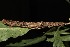  ( - 19-SRNP-21145)  @11 [ ] CreativeCommons  Attribution Non-Commercial Share-Alike (2023) Daniel H. Janzen Guanacaste Dry Forest Conservation Fund