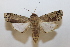  ( - 19-SRNP-21145)  @11 [ ] CreativeCommons  Attribution Non-Commercial Share-Alike (2023) Daniel H. Janzen Guanacaste Dry Forest Conservation Fund