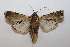 ( - 19-SRNP-21145)  @11 [ ] CreativeCommons  Attribution Non-Commercial Share-Alike (2023) Daniel H. Janzen Guanacaste Dry Forest Conservation Fund
