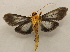  ( - 19-SRNP-26634)  @11 [ ] CreativeCommons  Attribution Non-Commercial Share-Alike (2023) Daniel H. Janzen Guanacaste Dry Forest Conservation Fund