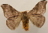 (Hylesia alinda - 19-SRNP-27324)  @11 [ ] CreativeCommons  Attribution Non-Commercial Share-Alike (2023) Daniel H. Janzen Guanacaste Dry Forest Conservation Fund