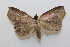  ( - 19-SRNP-27804)  @11 [ ] CreativeCommons  Attribution Non-Commercial Share-Alike (2023) Daniel H. Janzen Guanacaste Dry Forest Conservation Fund
