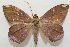  ( - 19-SRNP-27831)  @11 [ ] CreativeCommons  Attribution Non-Commercial Share-Alike (2023) Daniel H. Janzen Guanacaste Dry Forest Conservation Fund
