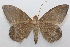  ( - 19-SRNP-27831)  @11 [ ] CreativeCommons  Attribution Non-Commercial Share-Alike (2023) Daniel H. Janzen Guanacaste Dry Forest Conservation Fund