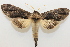  ( - 19-SRNP-28423)  @11 [ ] CreativeCommons  Attribution Non-Commercial Share-Alike (2023) Daniel H. Janzen Guanacaste Dry Forest Conservation Fund